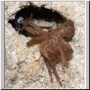 wegwespe-11mm-09-mit Spinne.jpg